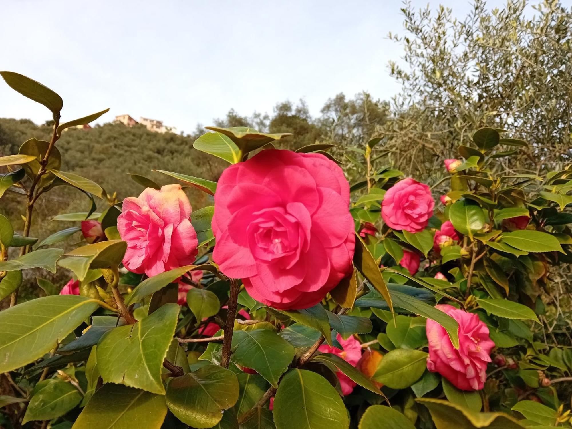 Vignola Bed & Breakfast Levanto